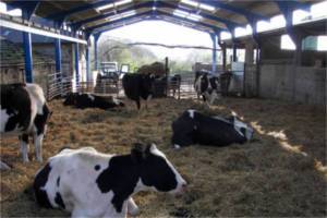 Коровники и фермы